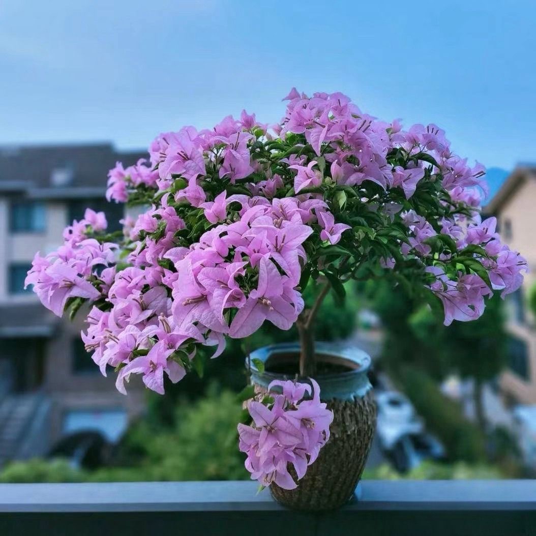 S【巴西紫】三角梅伊娃系列花卉盆栽四季开花勤花品种花卉