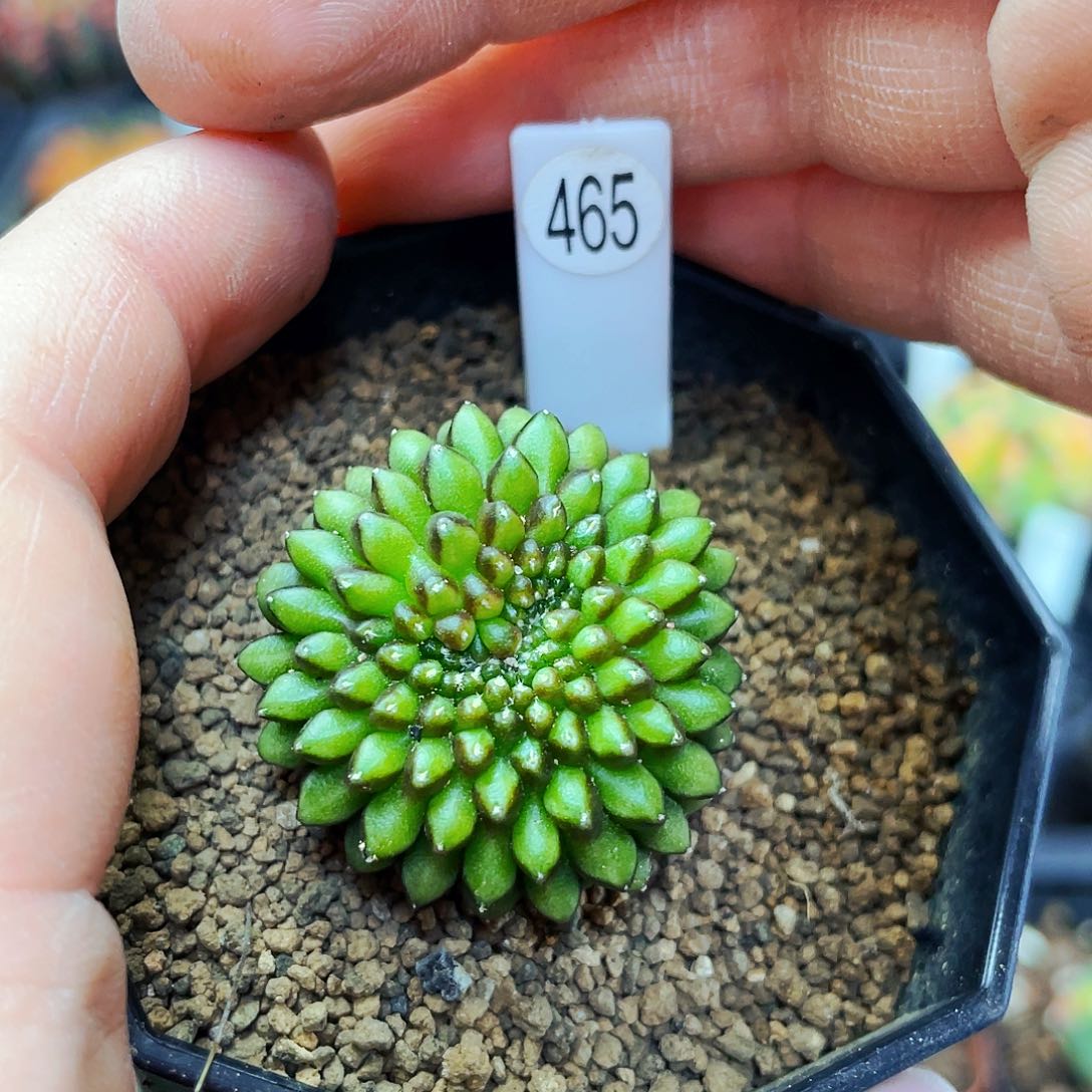 非偏远地区满 25包邮仙人球裸根