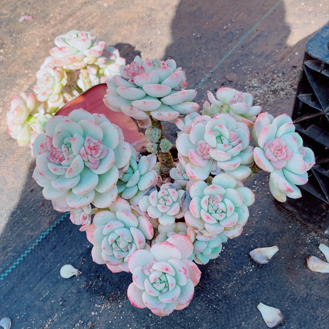 香草发货一颗老桩