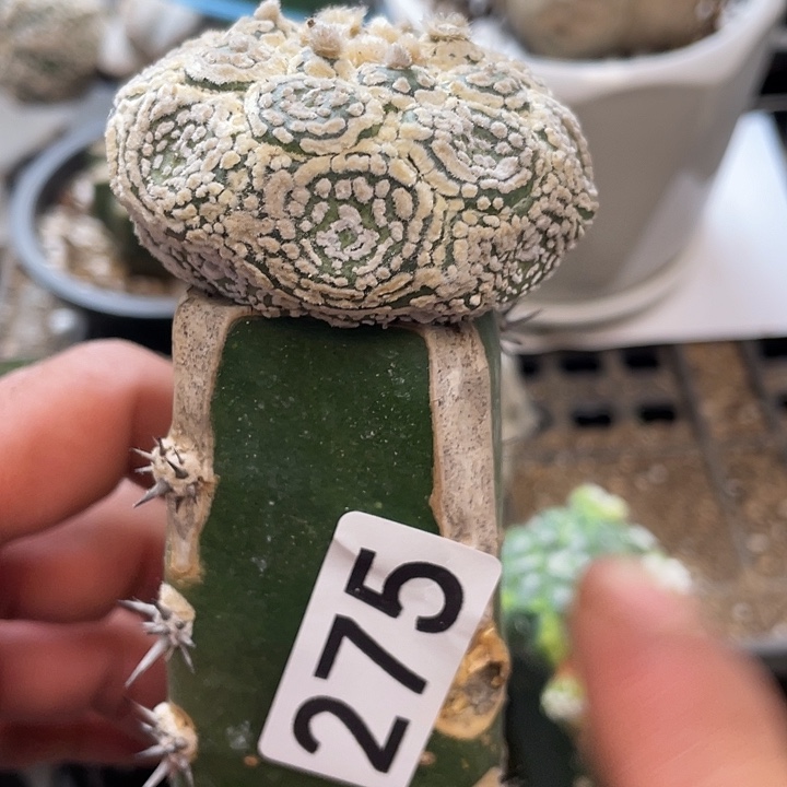 仙人球兜龟甲275号