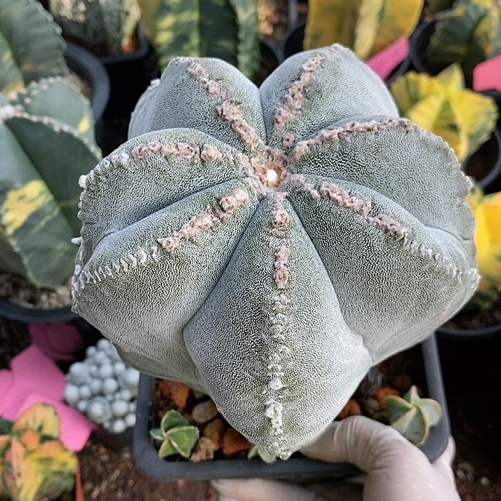 花花草草花花草草