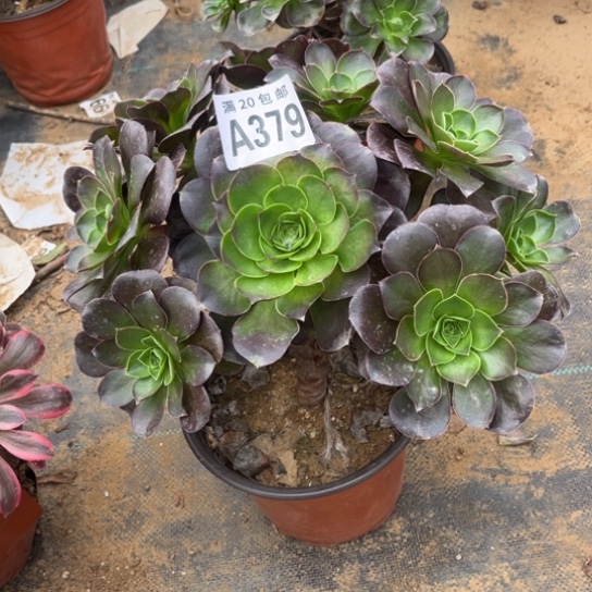 379枚金玫瑰不包断枝