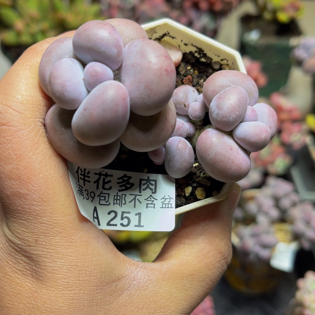 251芭比奶酪7厘米多肉