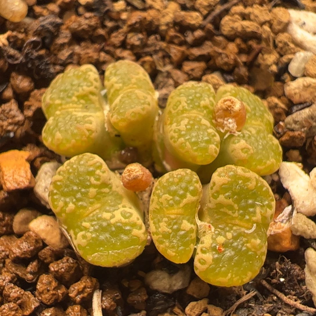 鱼子酱粉勋章多肉植物