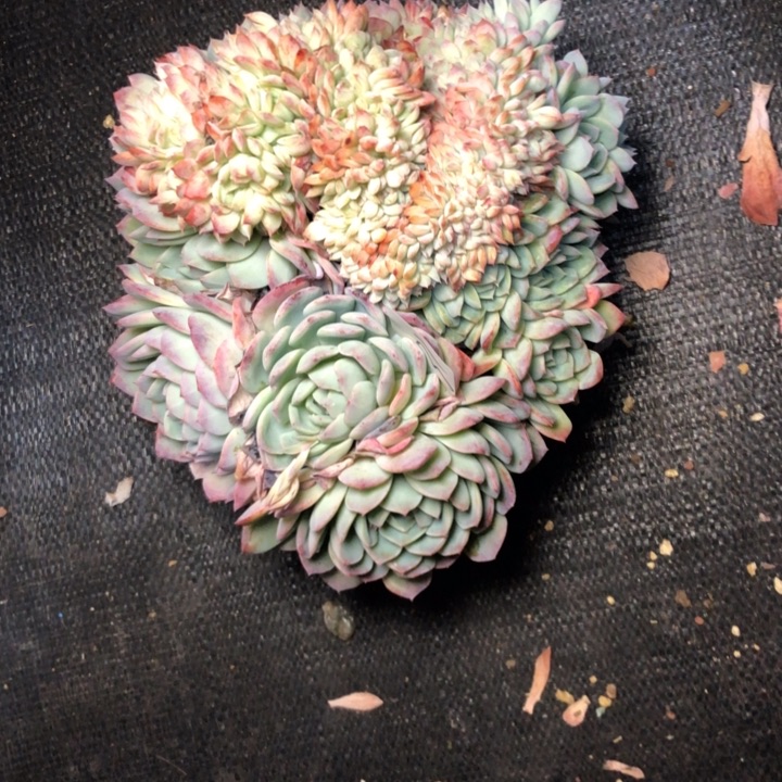 逍**恨31///////////////////