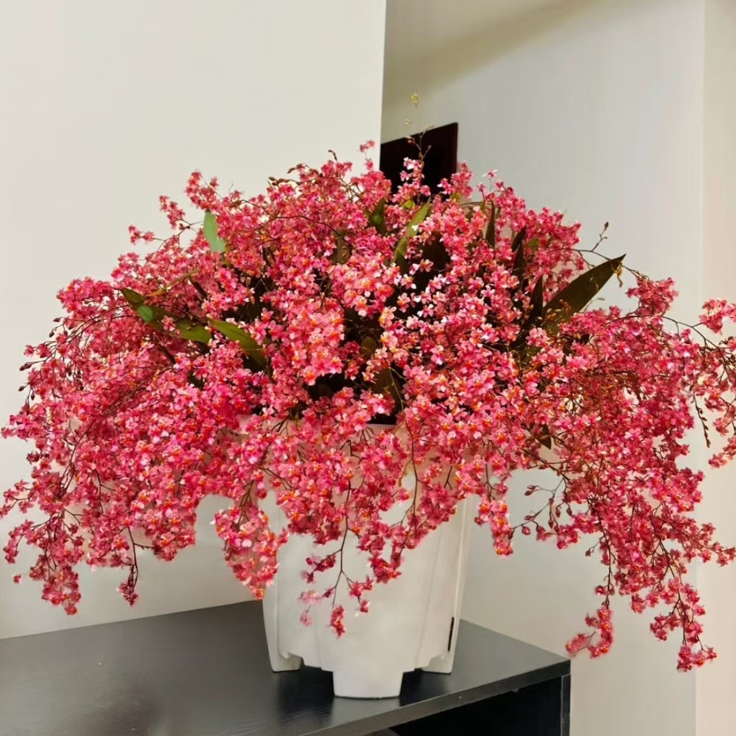 《满堂红》  7支 （100杯盆）    红色梦香兰 室内 办公室养护简单