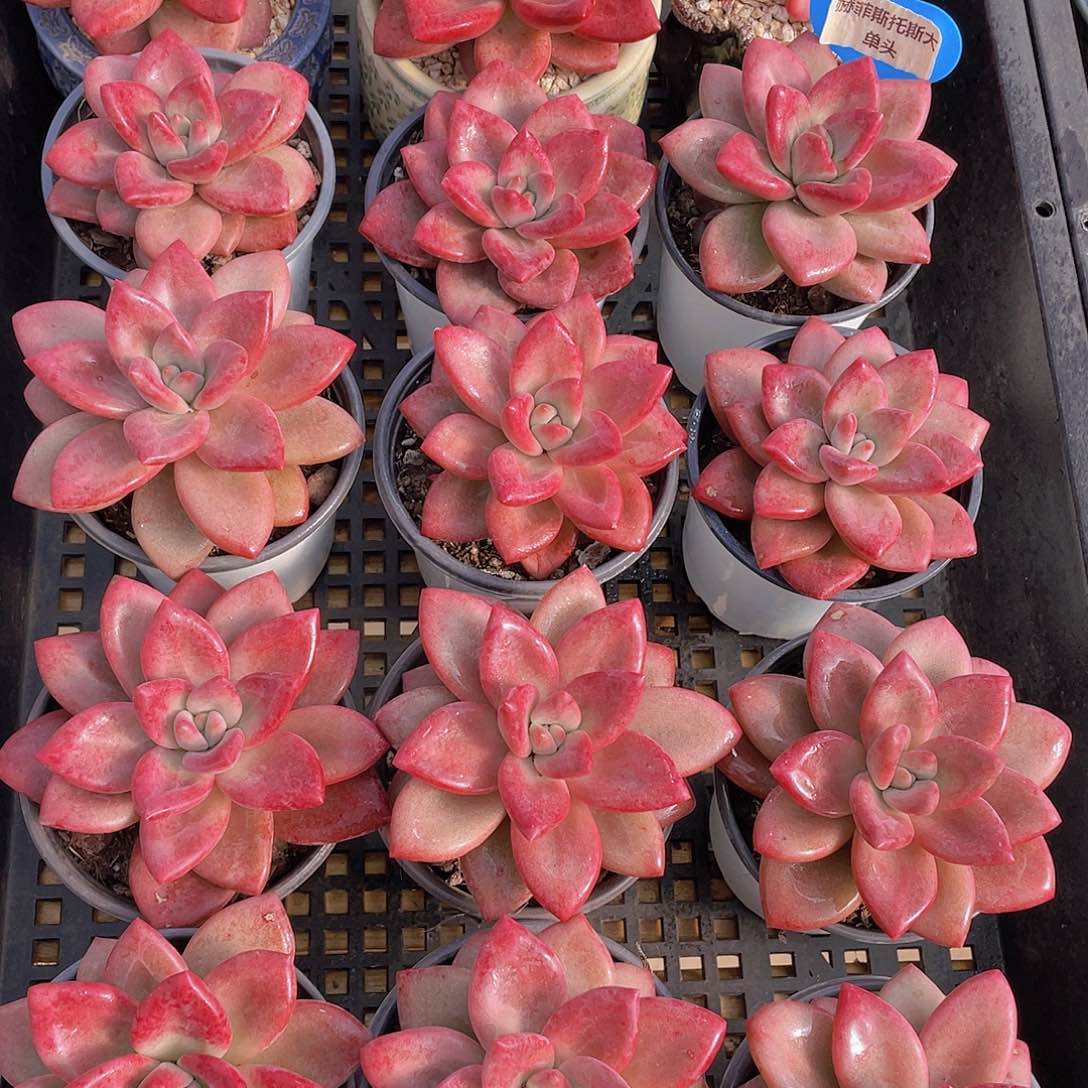 量拍70号 赫菲斯托大单头一个