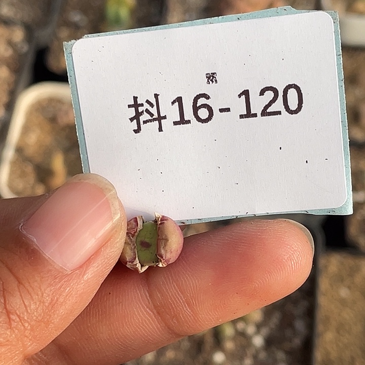阿**林16-120肉锥多肉植物