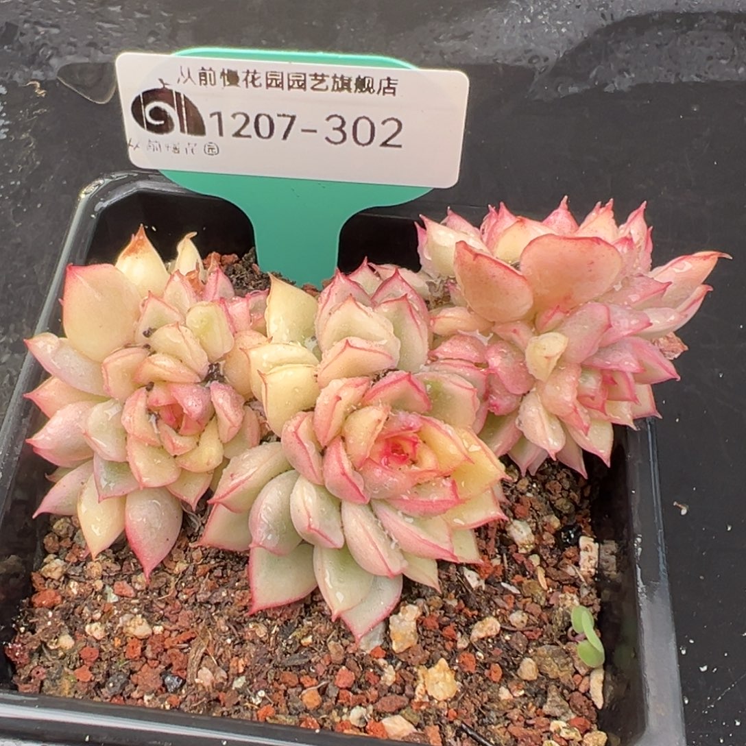 从前慢花园多肉编号1207-302