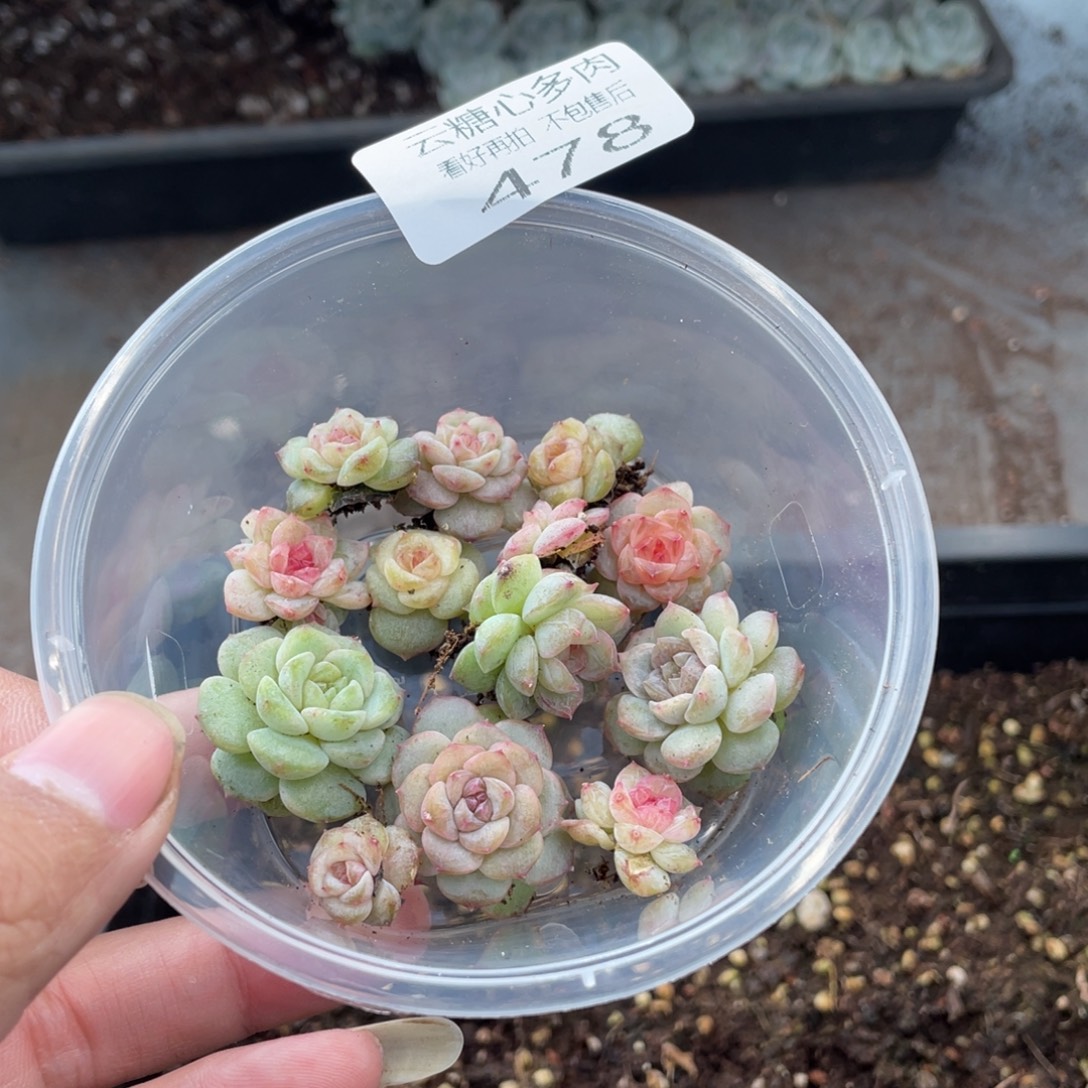云糖心多肉植物478