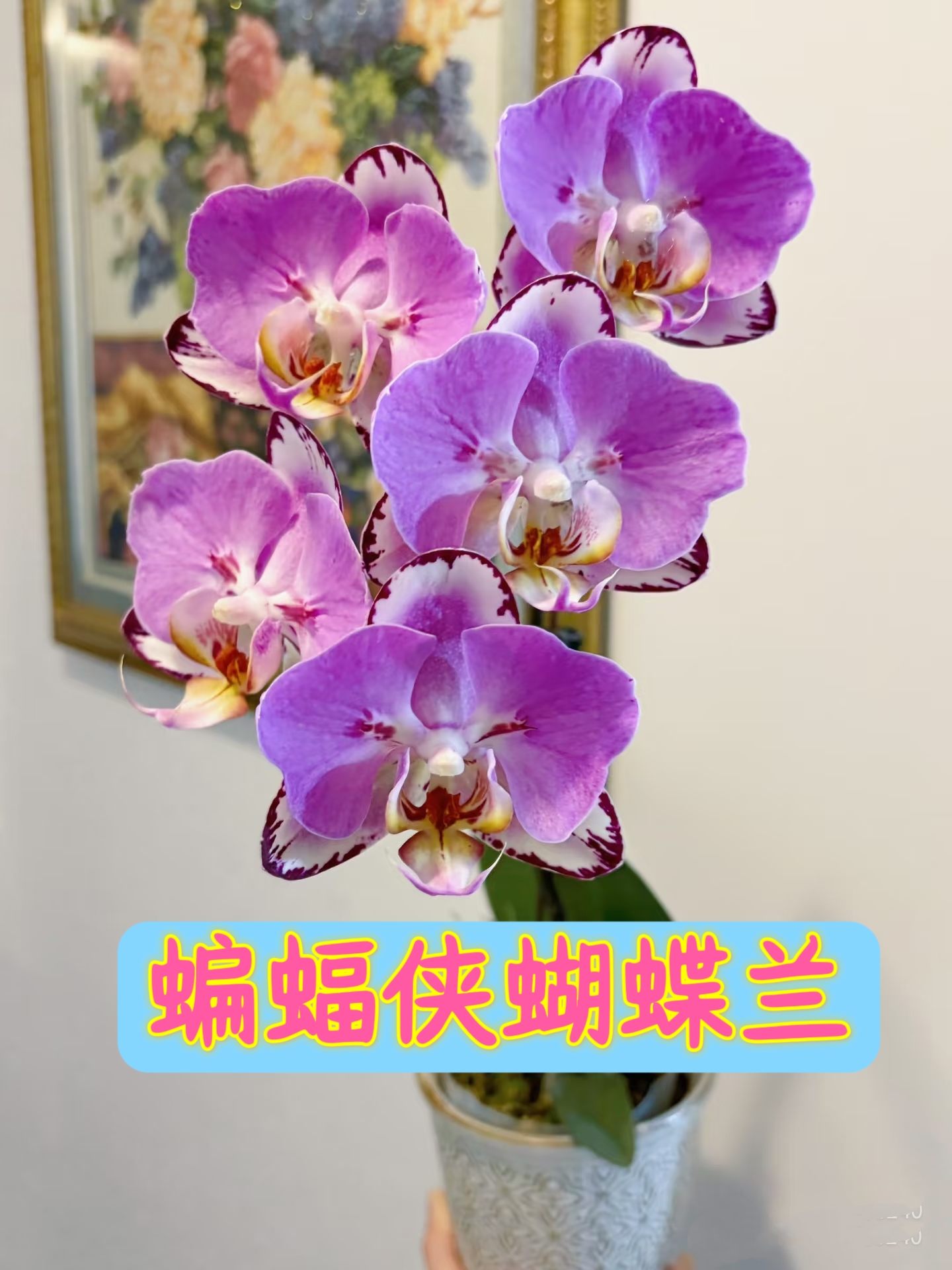 花香十里【蝙蝠侠】3.5寸加高加大杯苗