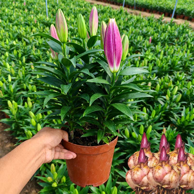 耐寒带芽发货进口重瓣浓香百合花种球四季开花绿植庭院阳台大花朵
