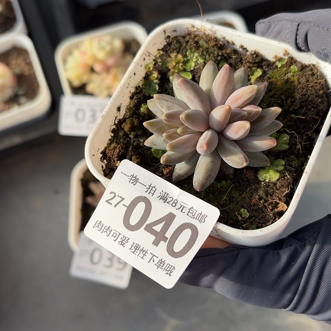 乌拉克拉无盆土发货