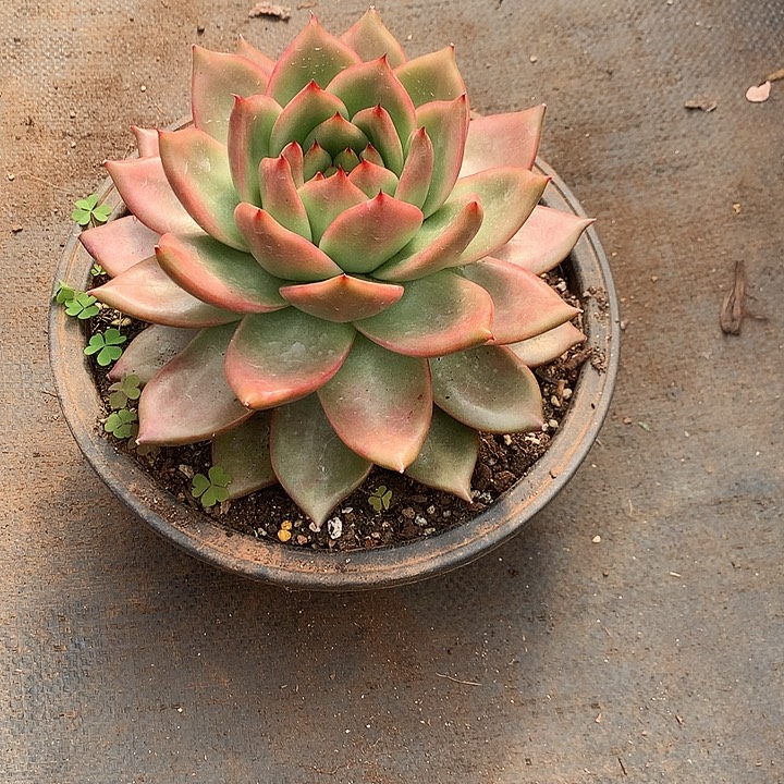 规***姐美肉特价活动开始啦