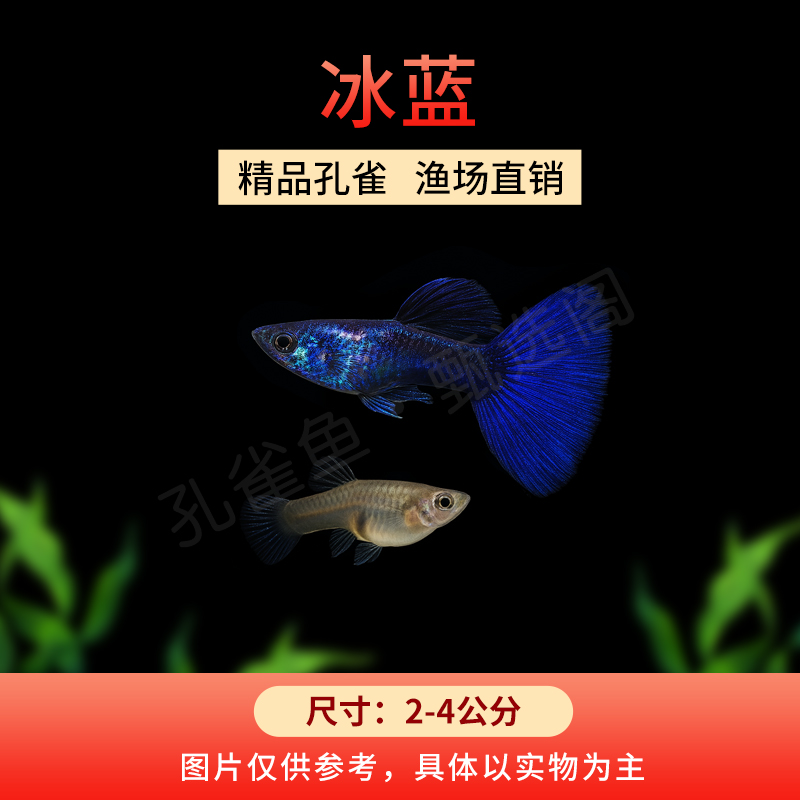 冰蓝孔雀鱼小型观赏鱼热带鱼新手皮实好养耐活活体可孔雀鱼推荐
