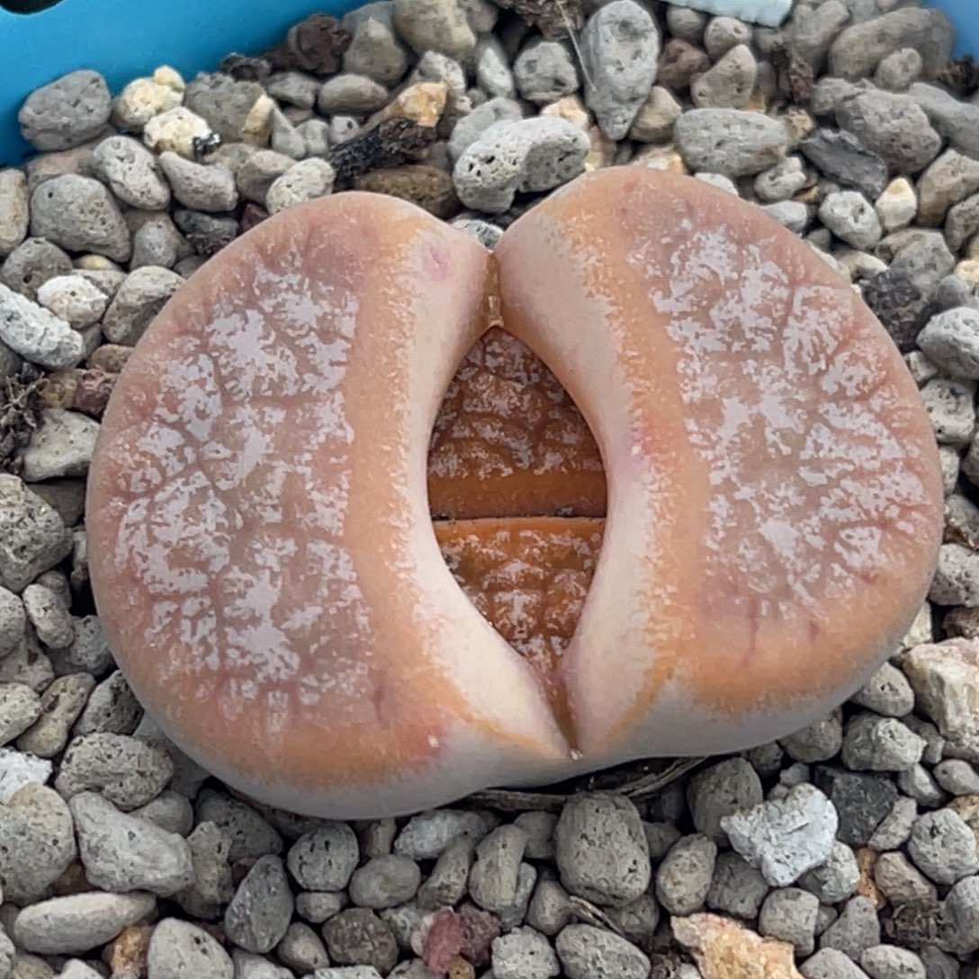 9876橙色拿铁一颗3.2服盆