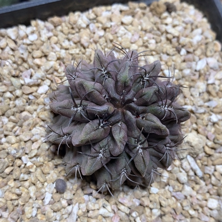 实生素妆玉185号4.5cm