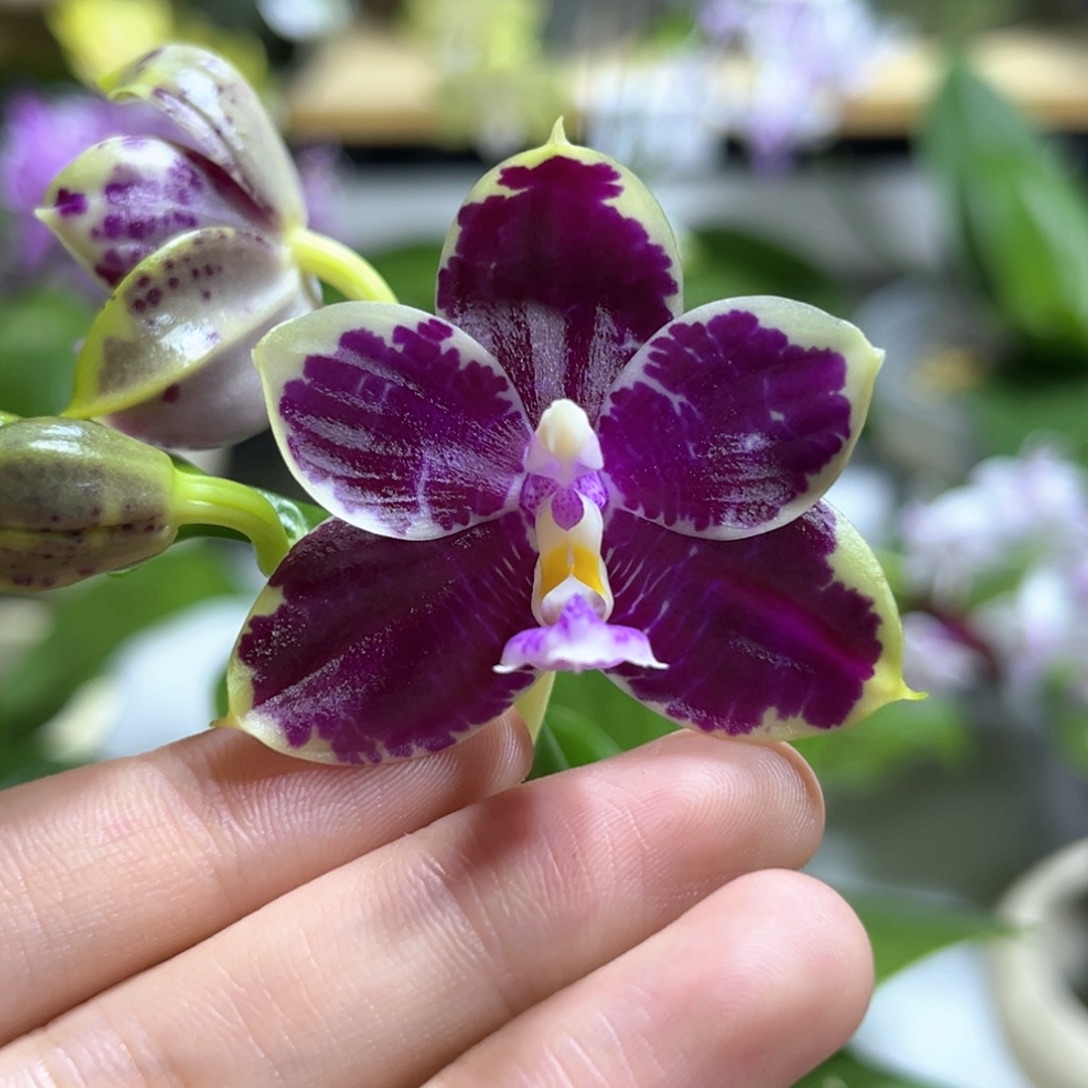 完全开放2.5寸yw08开花株