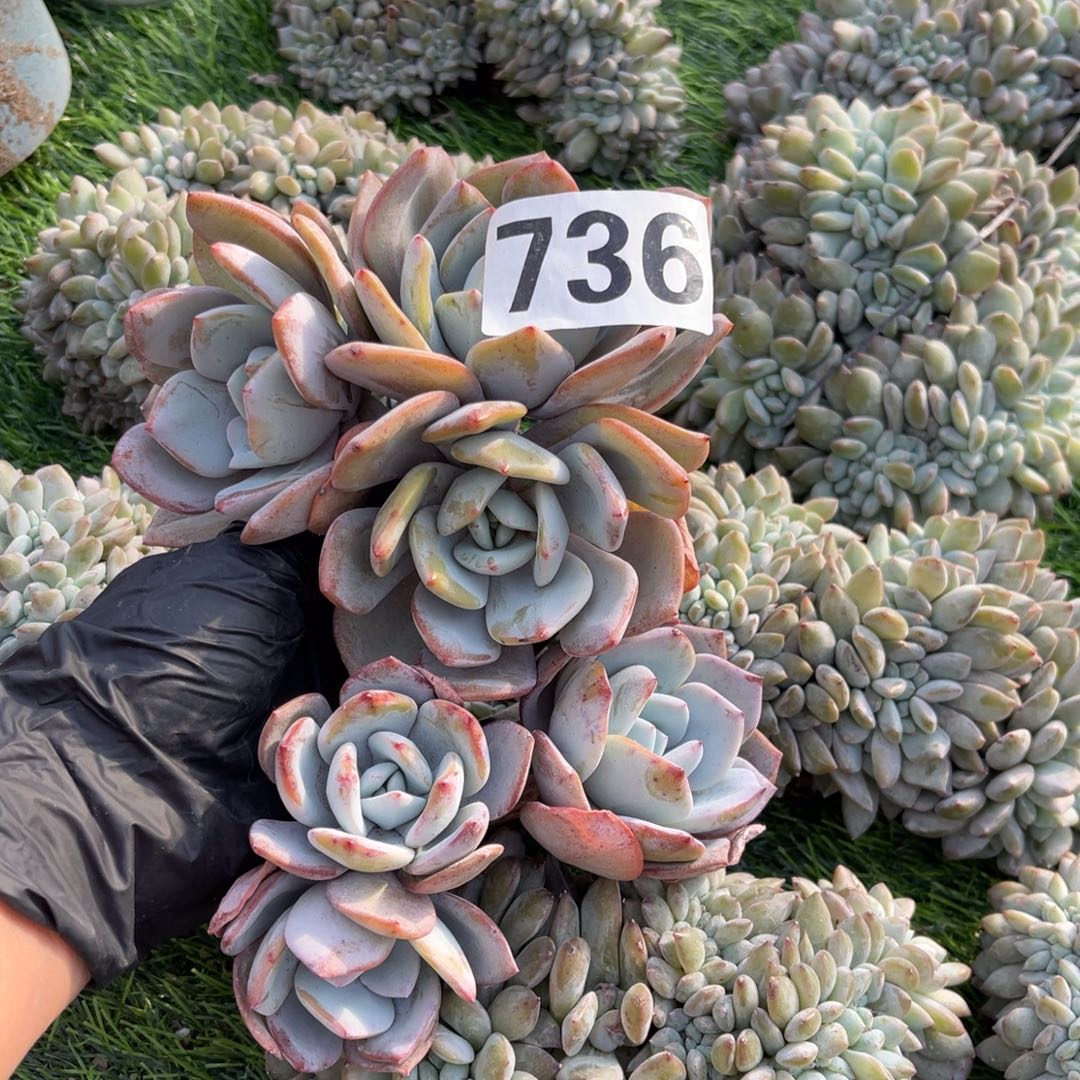 2颗58元111114444444444