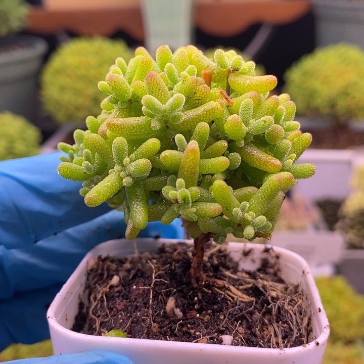 喵****无花朵63金橘。      