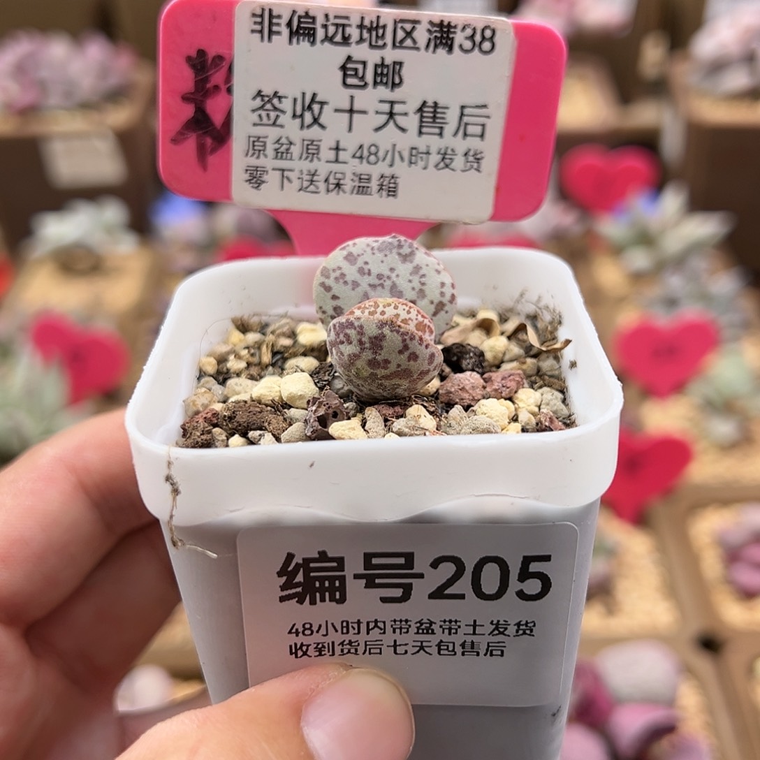 205巨型花蛋多肉植物