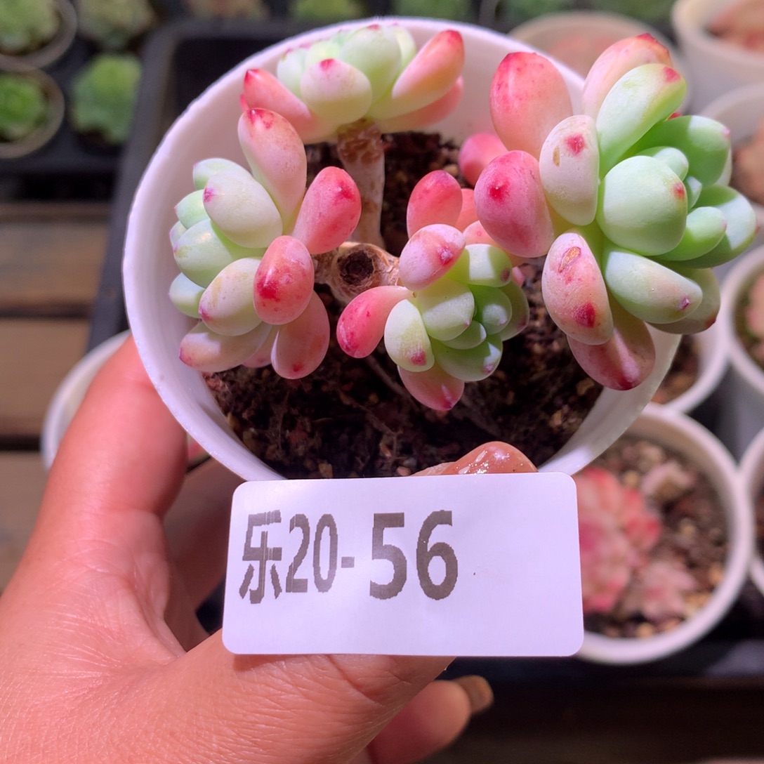 乐然20-56 罗琦群 