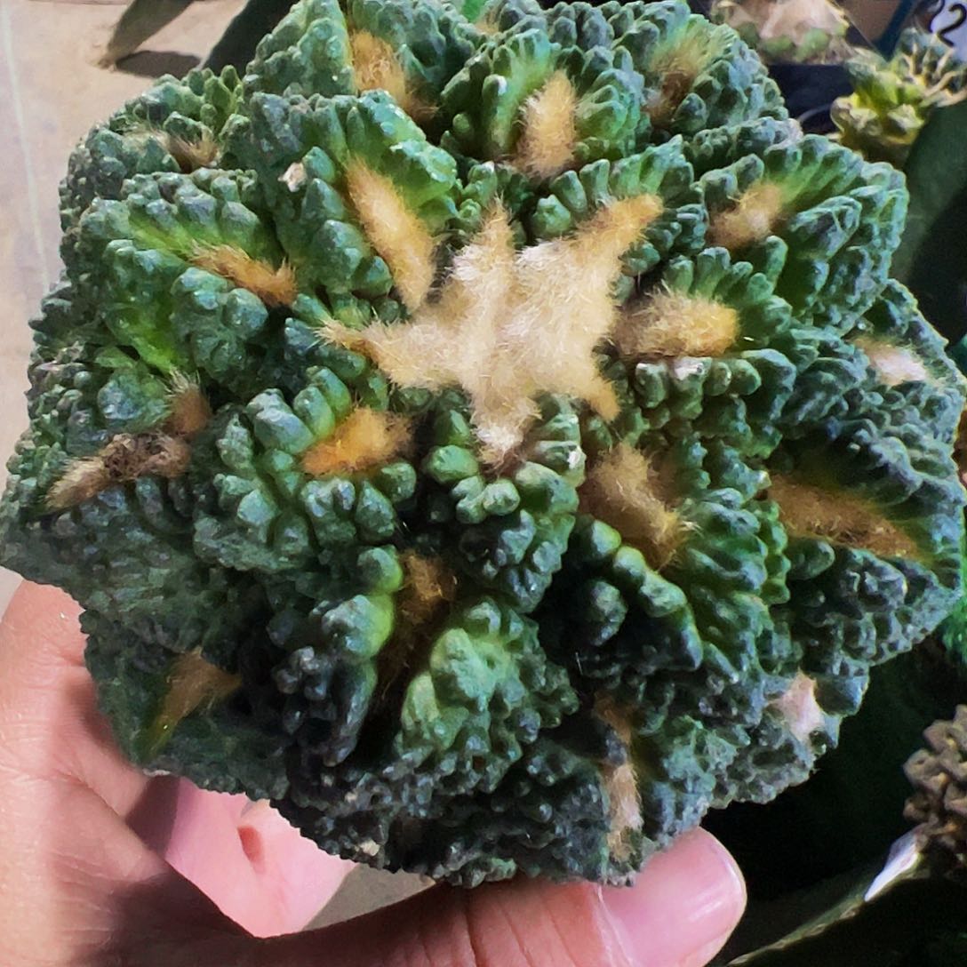 大个龟甲牡丹仙人球150