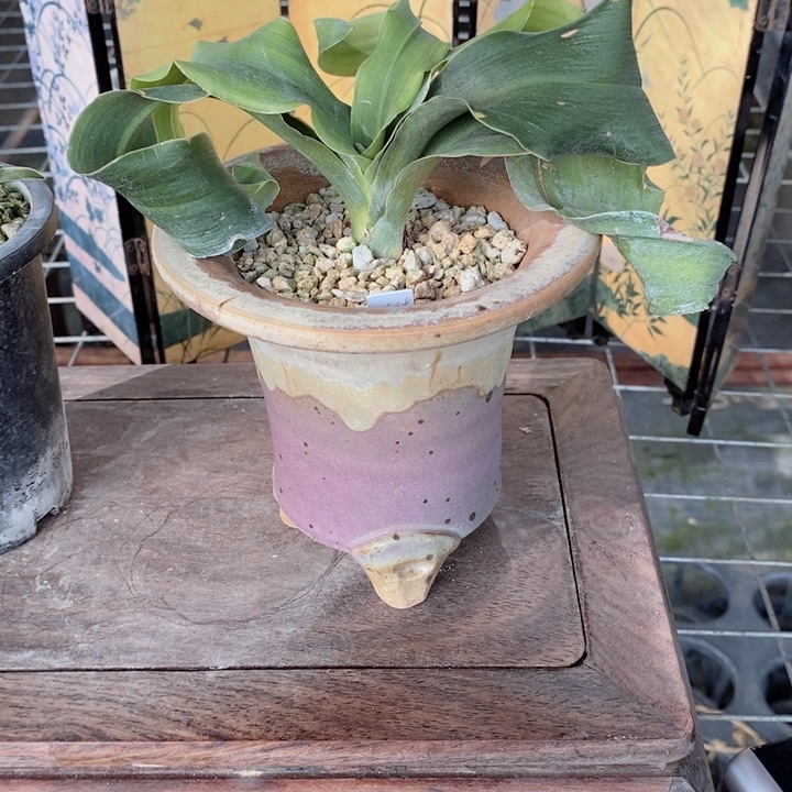 良***安无花朵ddjdjjdjdjdjdjdjs