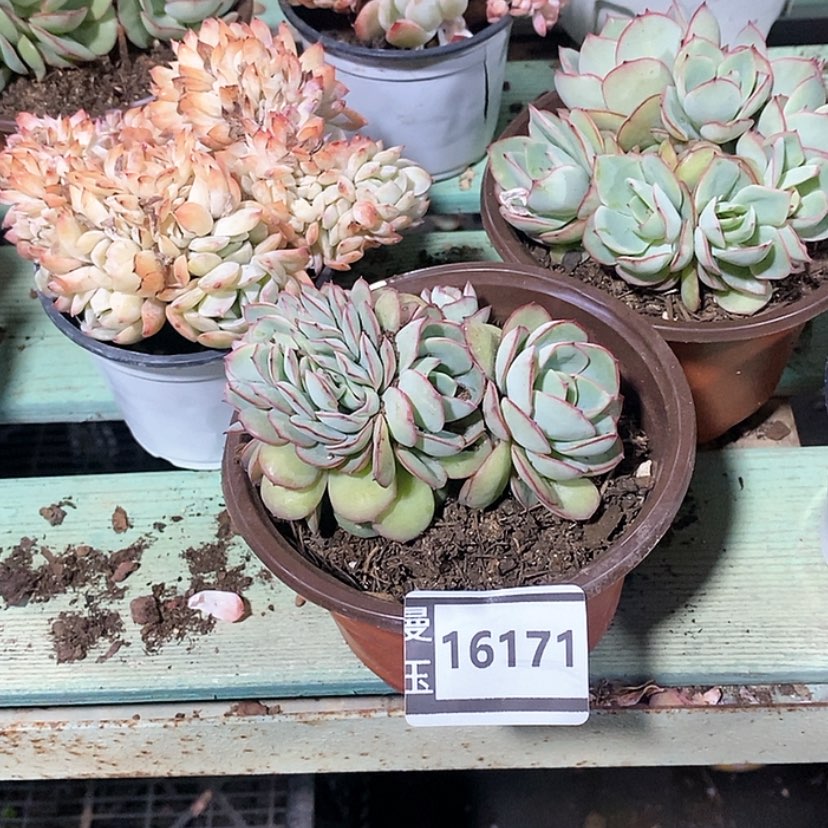 【闪购商品】李*?多肉牡丹亭缀16171