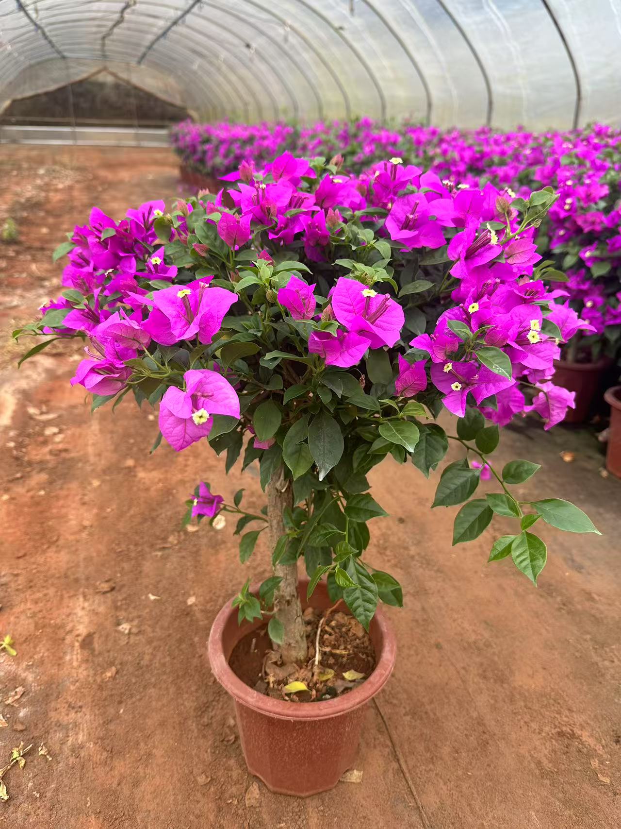 【65CM粗杆】云南紫三角梅 鲜活绿植 运输途中掉花掉叶介意慎拍