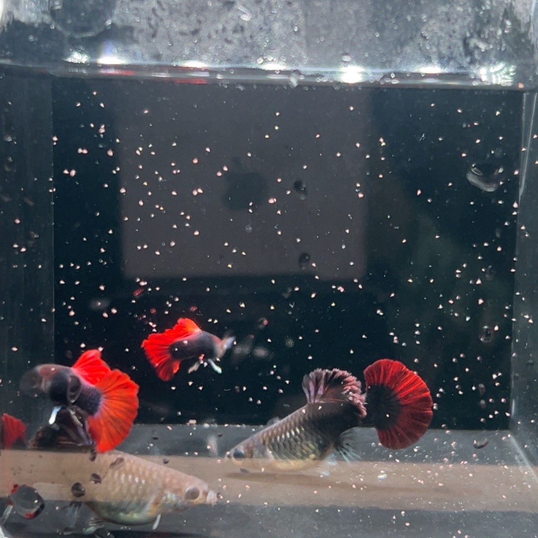 孔雀鱼菊花帆折扇2对