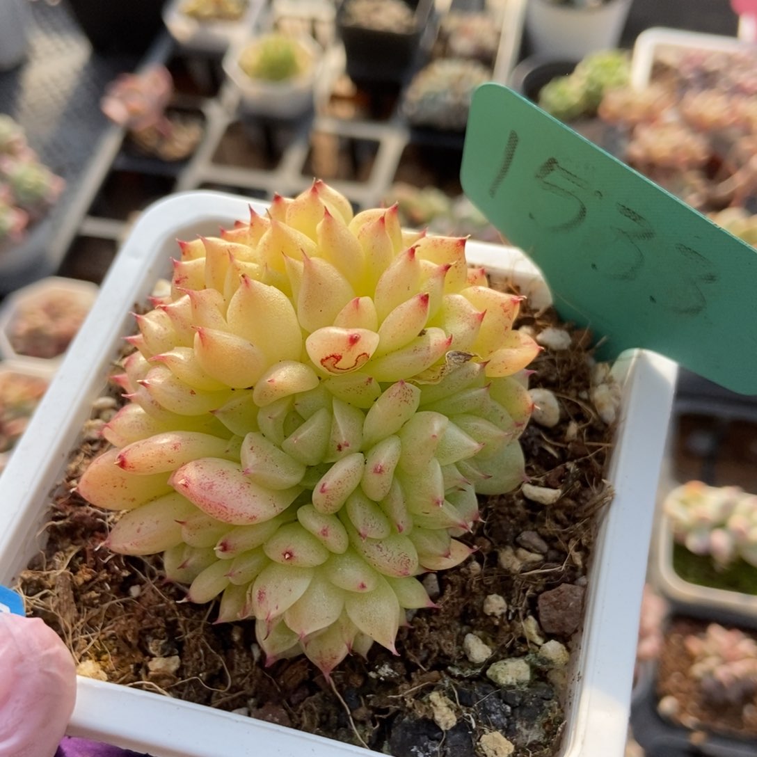 1533麦秆多肉植物保护