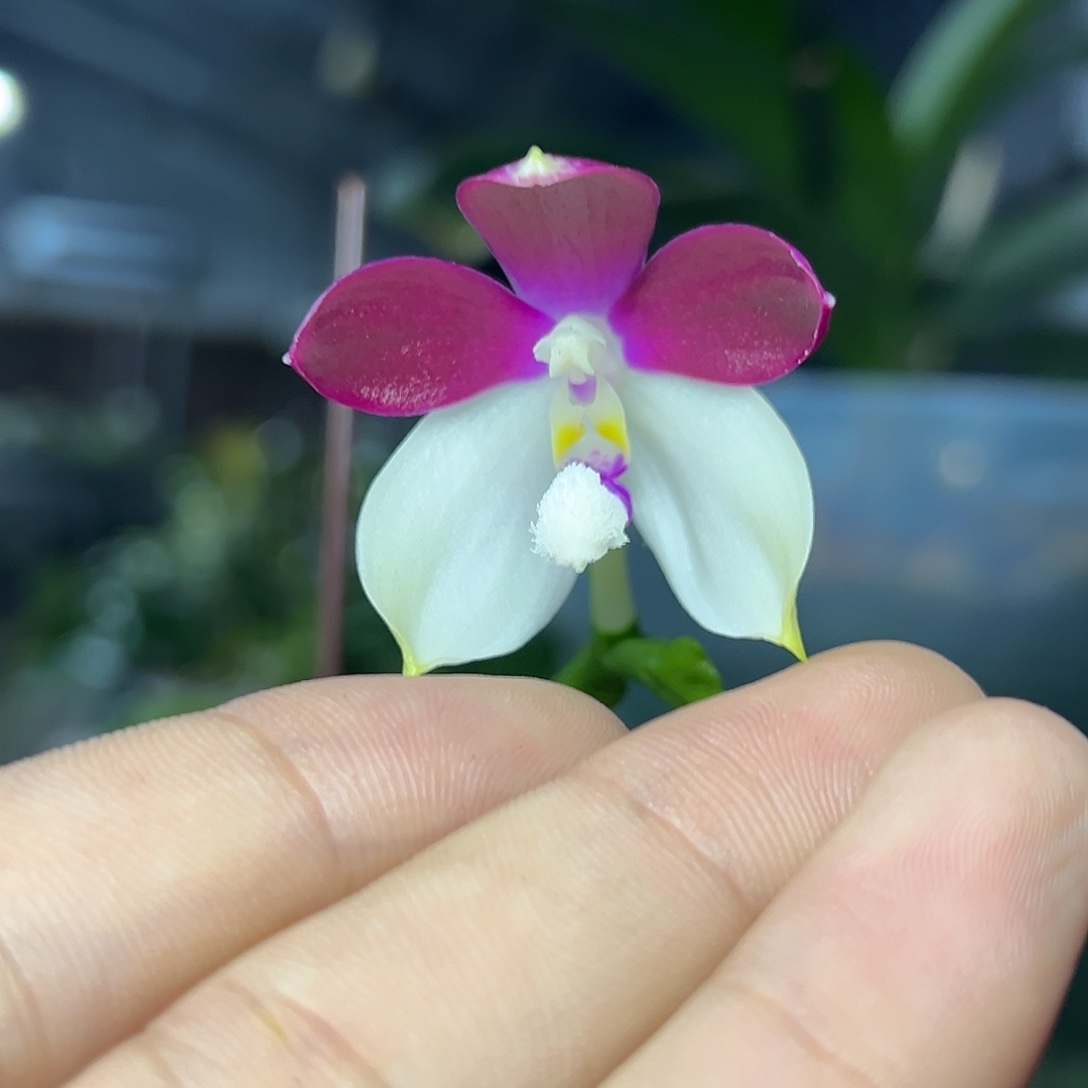 完全开放l683三寸ys1215