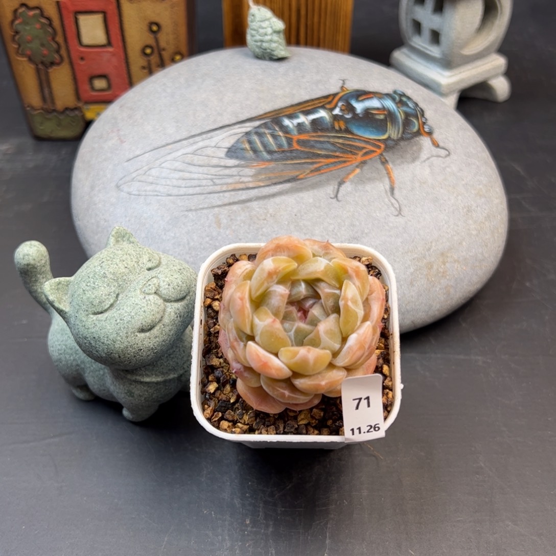 好好看71、哈哈哈哈哈