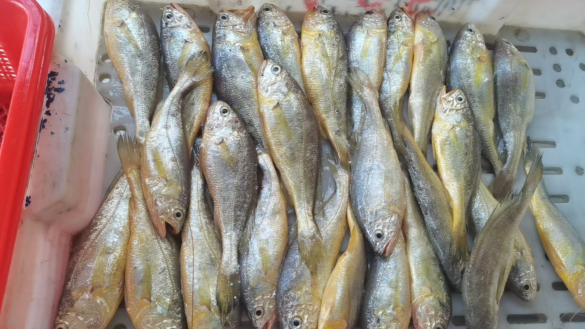 中黄鱼（25只左右3斤）连江县北茭码头当日到岸鲜货（野生黄鱼）