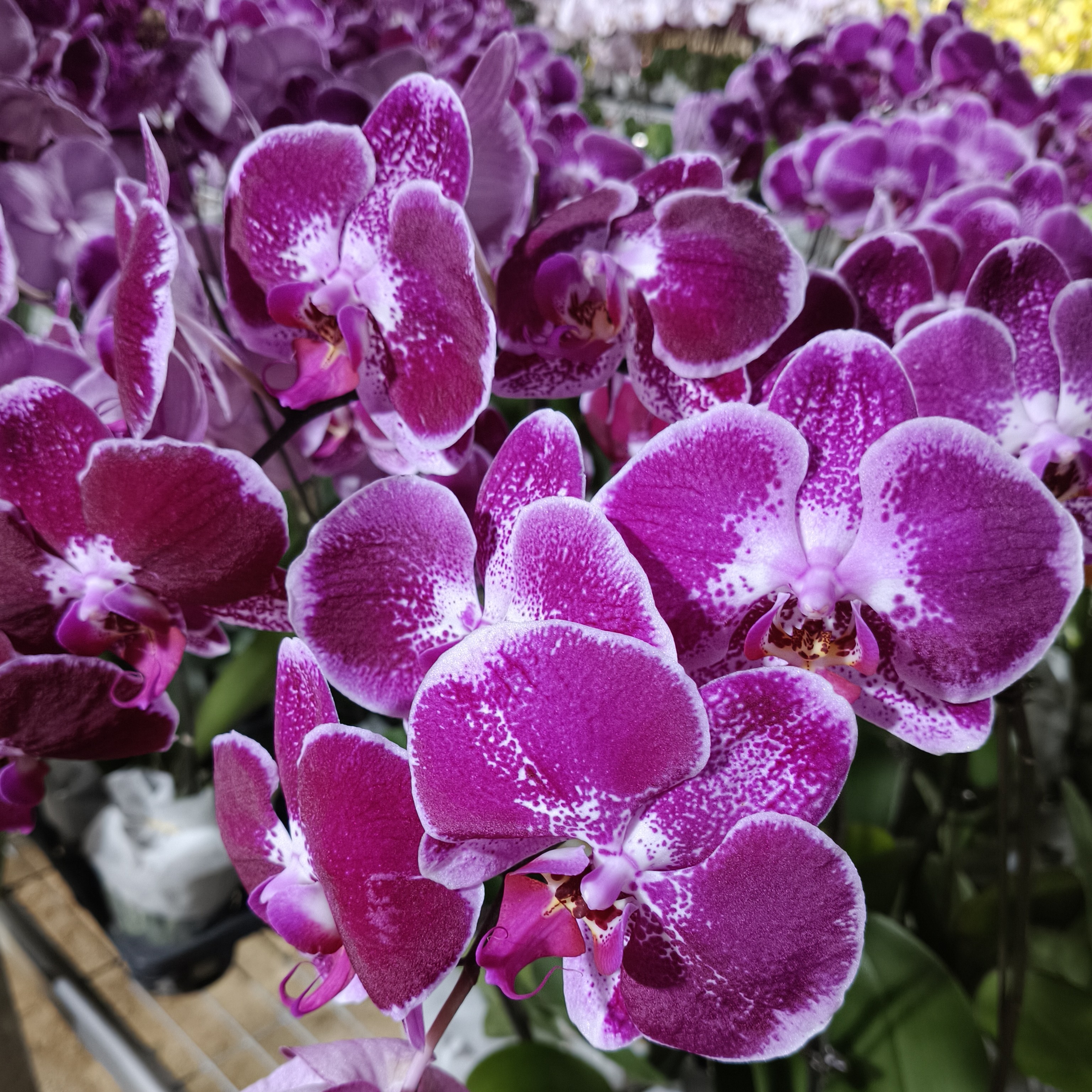 昂热  蝴蝶兰基地直发