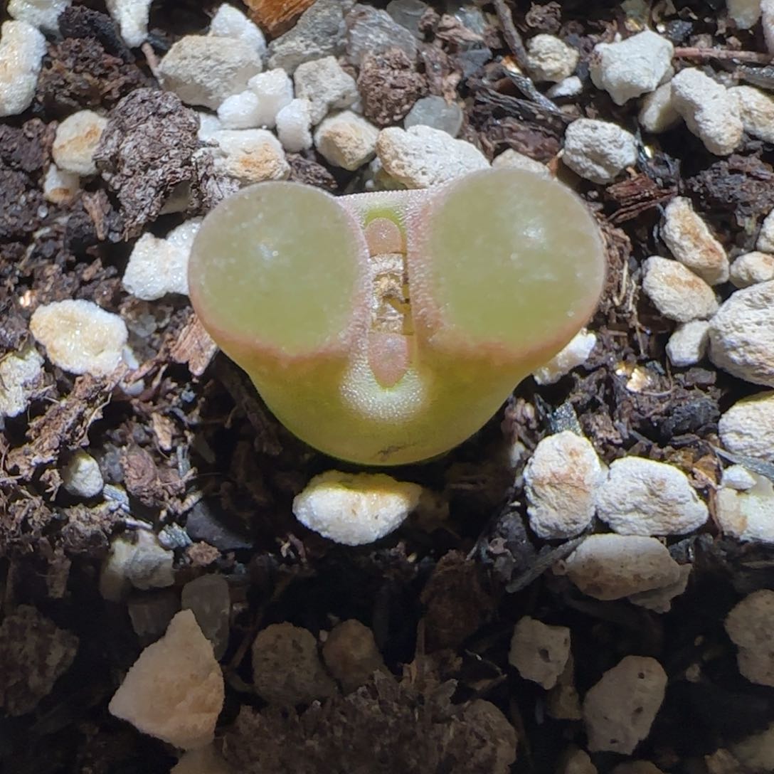 肉锥多肉植物百科-磁铁1189