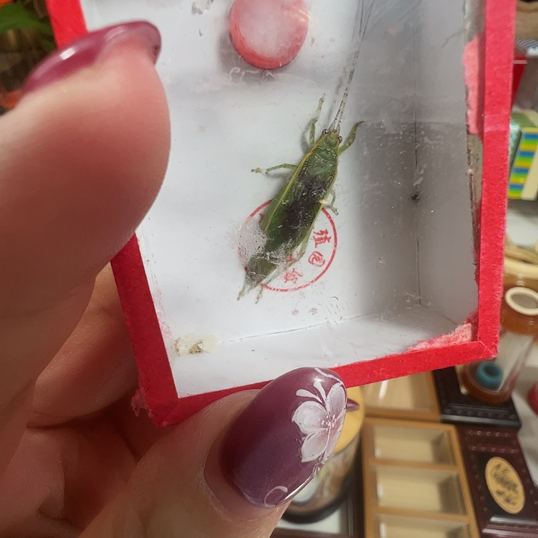 ꧁***꧂哈哈哈绿金钟两个