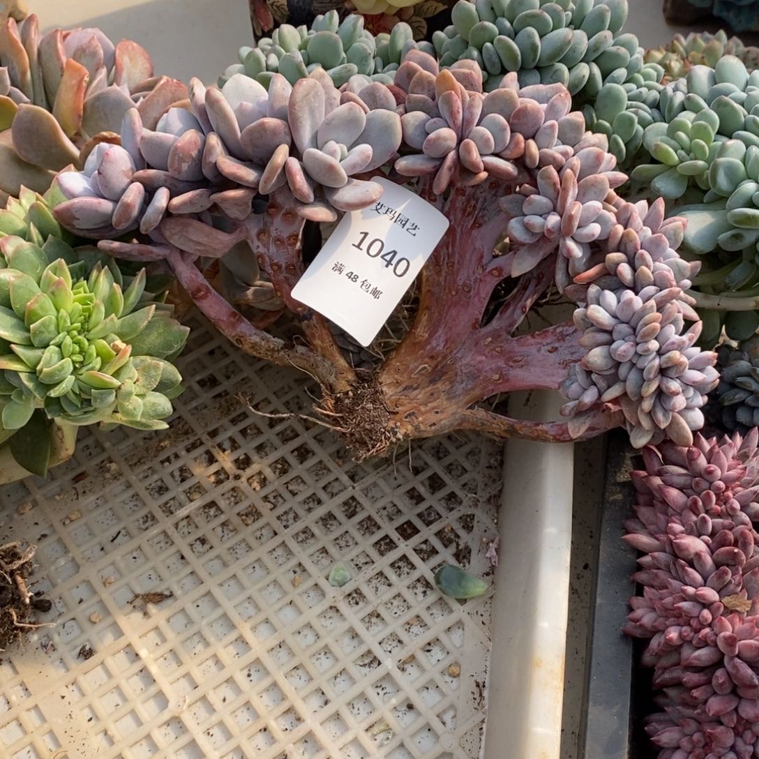 喜兔缀化多肉多肉040