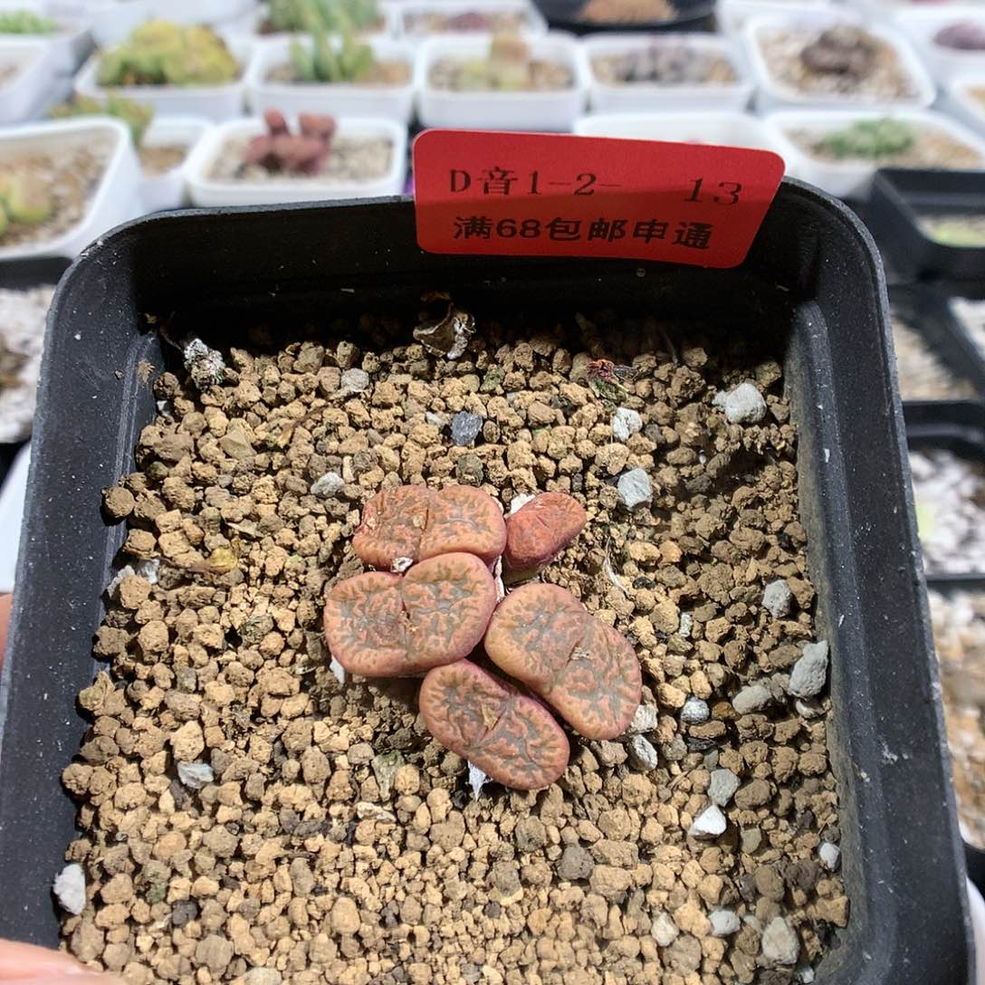 1-2-13      朱雀1群