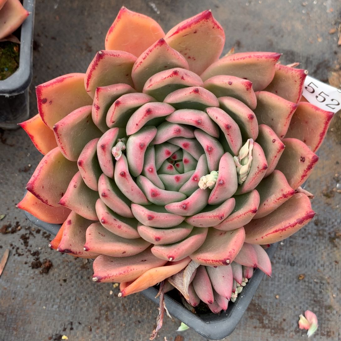 1552杂交精品基地冠15