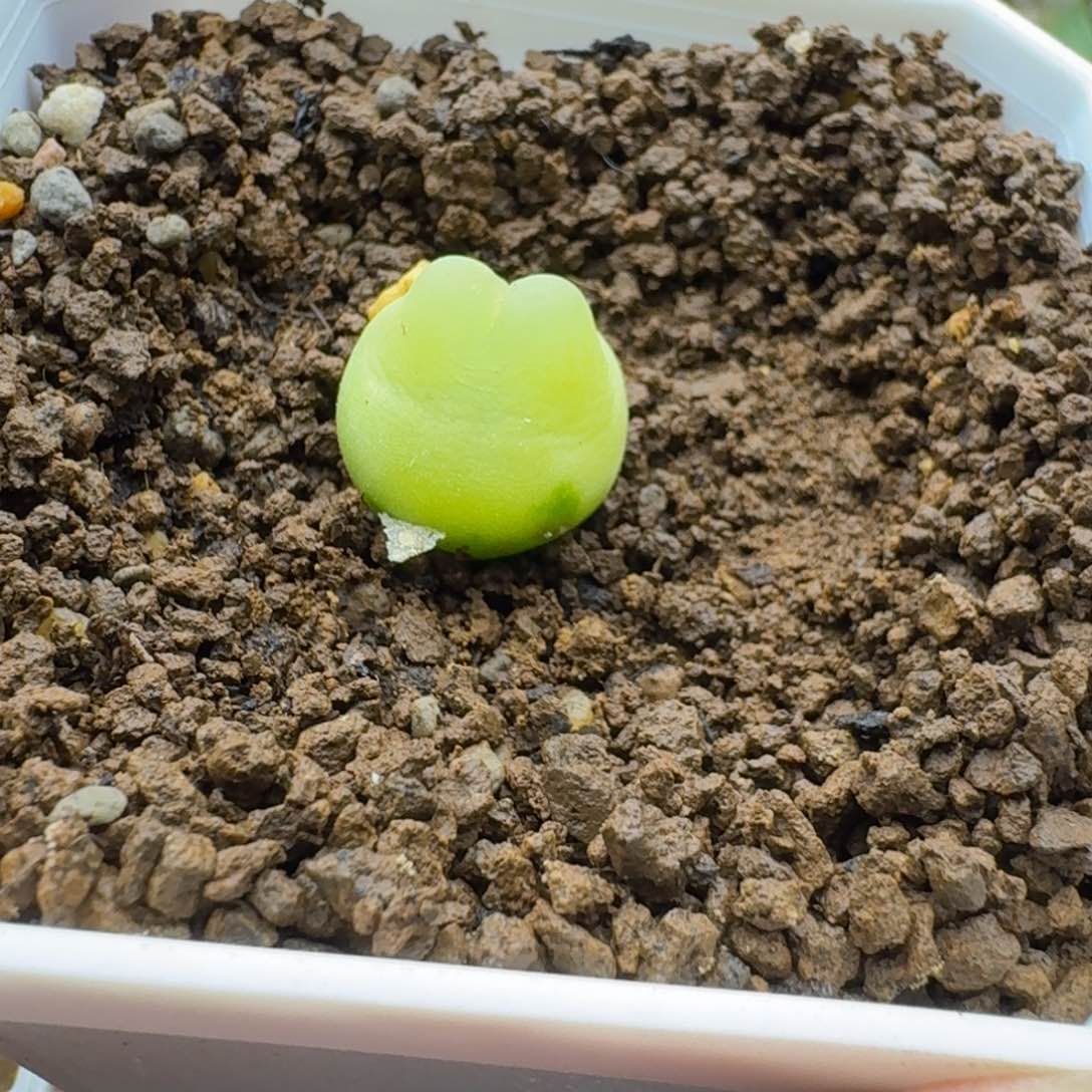 拉登1.5cm多肉。