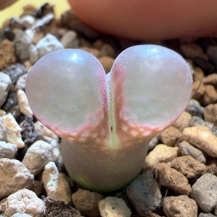 35。 优选1802.1粉窗黑眼豆豆。   