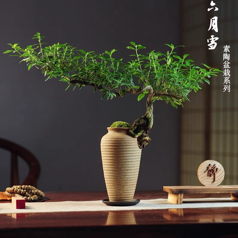 迷你六月雪办公室内桌面小盆栽窗台花卉附石盆景造型悬崖绿植微型