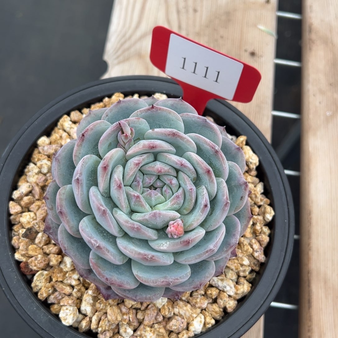 金**串1111多肉多发点发发发