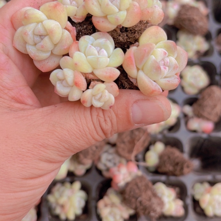 米粒冰玉穴盘105颗带托盘发货