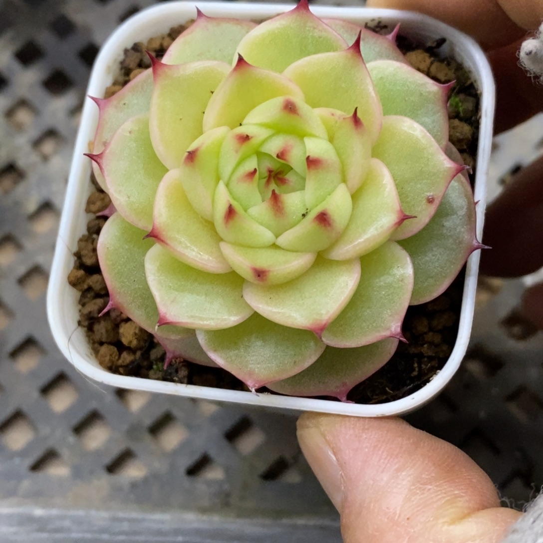 精品多肉一物一拍不包整349