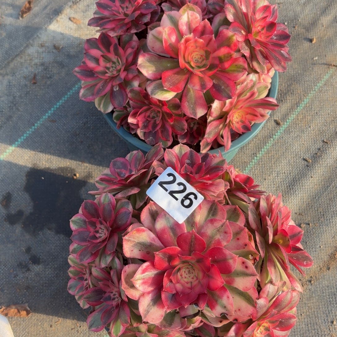 226倾城多肉植物福利