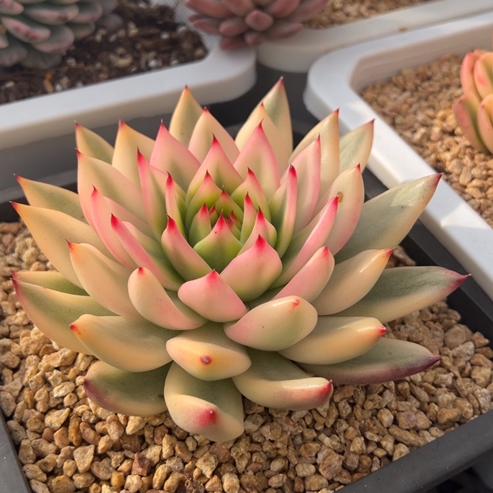 摩根锦一物一拍锦龙