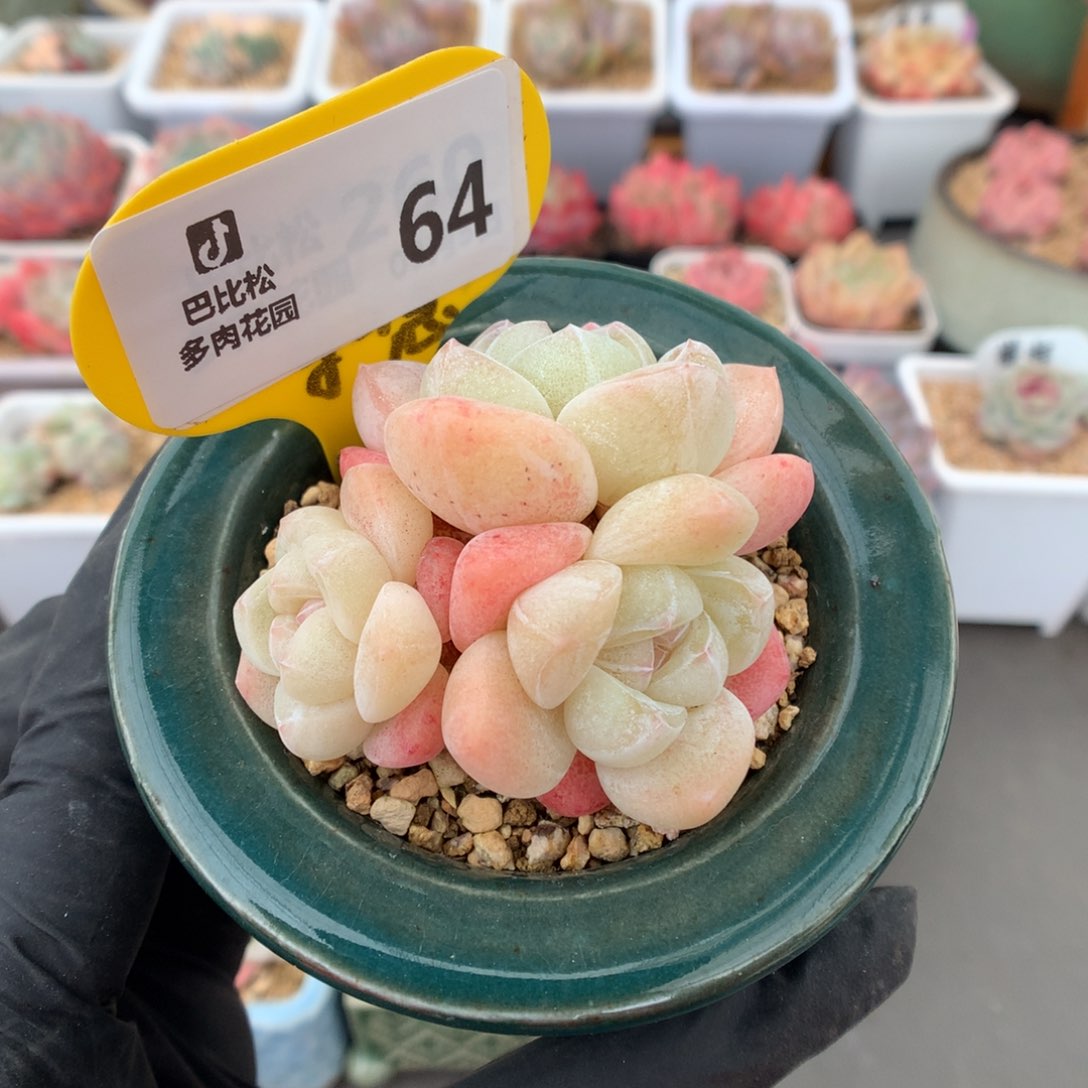 64 粉透冰玉多肉